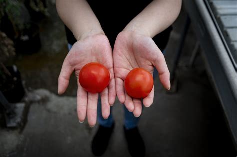 Genetically Modified Tomatoes May Be A New Source Of Vitamin D