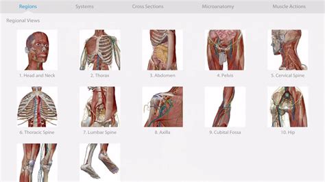 3d Human Anatomy Atlas 2 Ostashokx