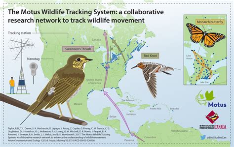 Motus Wildlife Tracking Network Wikipedia