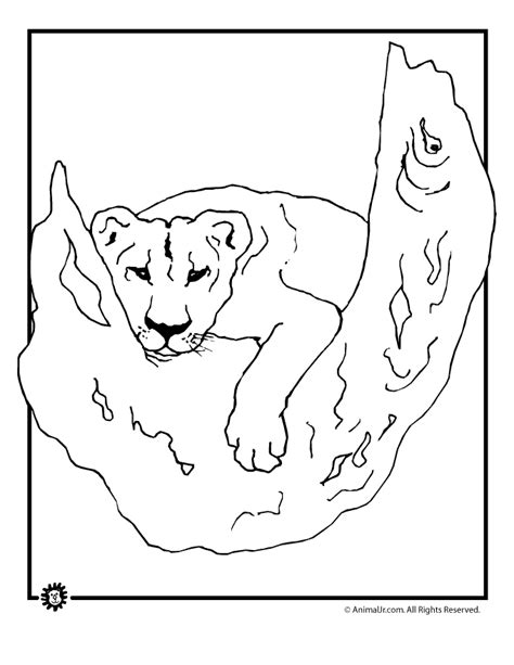 Lioness Coloring Pages Download And Print For Free