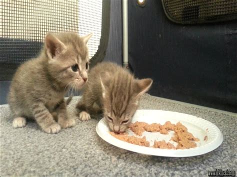 You can give your kitten exactly the amount that they need. The Most Popular When Can Kittens Eat Food | irkincat.com