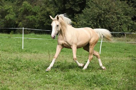 11 Interesting Facts About Palomino Horses