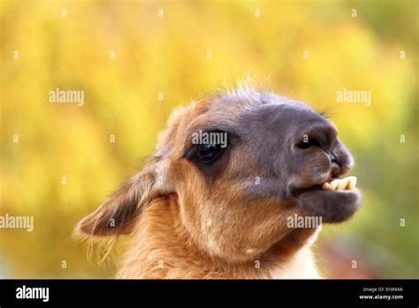 Funny Llama Showing Its Teeth Over Autumn Forest Background Stock Photo