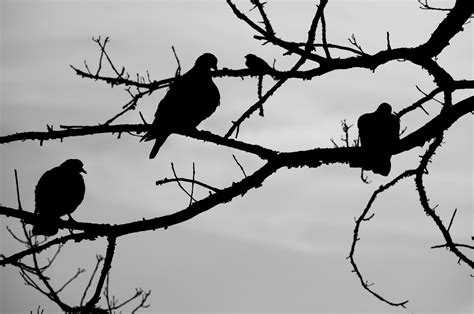Free Images Tree Nature Branch Silhouette Black And White Sky