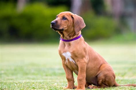 16 Places To Find Rhodesian Ridgeback Puppies For Sale