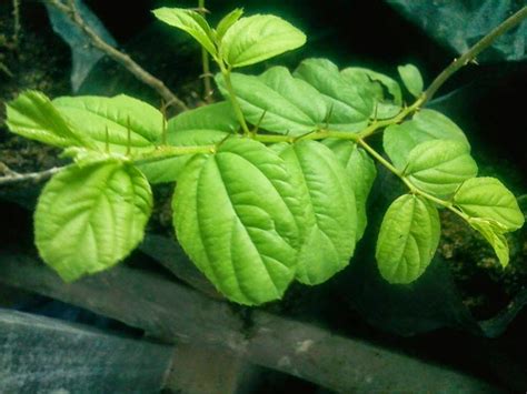 Telusuri koleksi lengkap gambar pohon di pixabay, pohon kelapa, mangga, pisang dan lainnya. DAUN BIDARA DAN RUQYAH TANPA KESURUPAN: MENGENAL POHON BIDARA