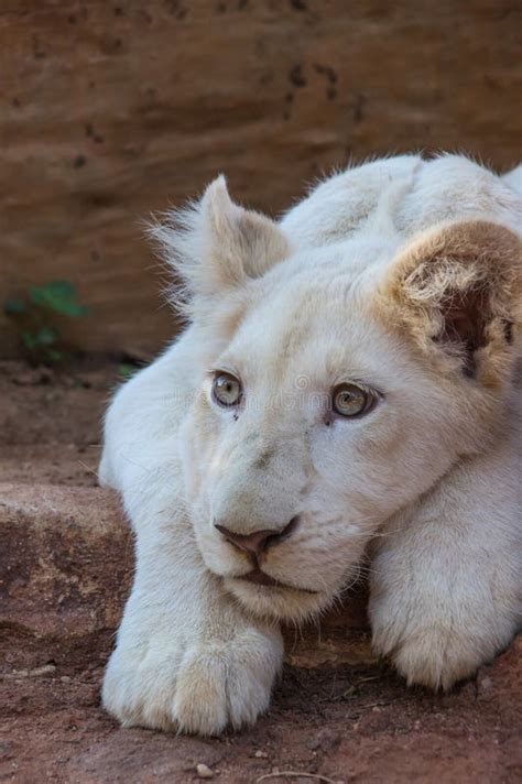 African White Lion Cub Stock Photo Image Of Nobility 72388996