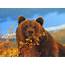 Bear HD Funny Wallpapers 