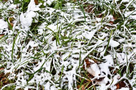First Snow Covers Meadow On Autumn Day Stock Image Image Of Leaf