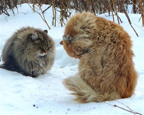 Pin On Cats Siberians