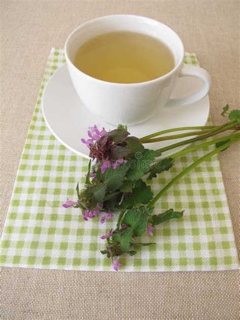 Herbal Tea With Purple Dead Nettle Stock Image Image Of Purpureum