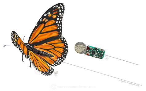 Danaus Plexippus Monarch Butterfly Suzanne M Matheson