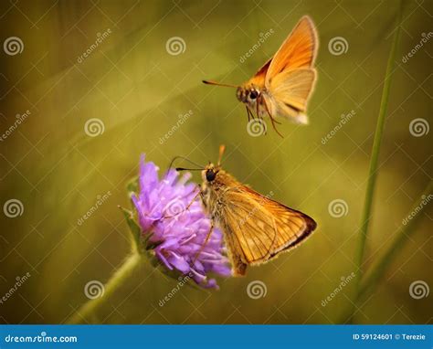Butterflies Stock Image Image Of Flowers Meadow Butterflies 59124601