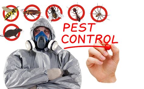 Get Rid Of Pests And Insects With Waltham Forest Pest Control Services