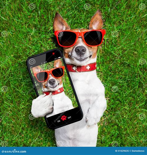 Funny Selfie Dog Stock Image Image Of Smartphone Digital 41629635