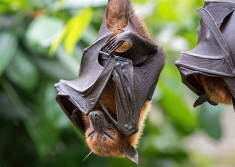 Fruit Bats Successfully Reforesting Parts Of Africa
