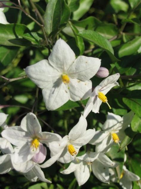 Enh 105 Solanum Jasminoides Potato Vines Plants Horticulture