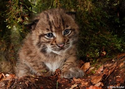 You probably can't even stop the cats from pooping in your driveway gravel. Uncle Macs Garden Shed: WHO'S GOT THE LINKS?