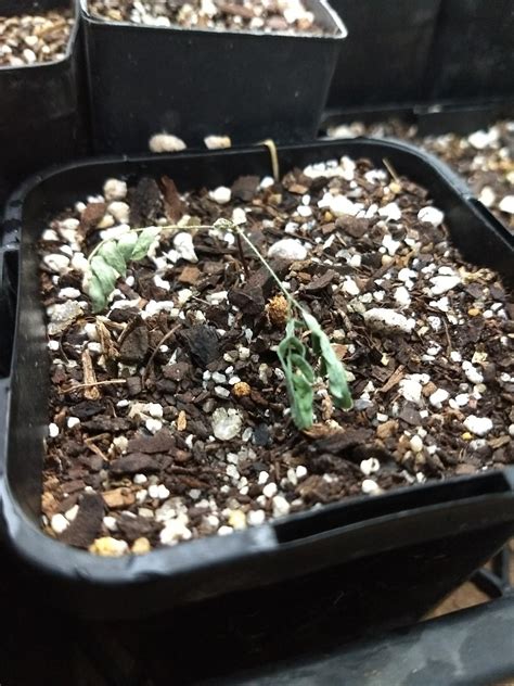 Help With Acacia Seedlings Acuminata And Courtii Australian Native Plants The Corroboree