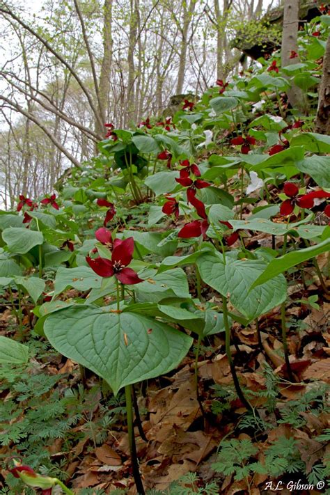 The Buckeye Botanist Guide To The Trillium Of Ohio