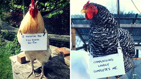 15 Naughtiest Chickens Confessing Their Dirty Crimes Youtube