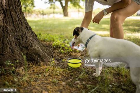 Dog Drinking Water Bowl Photos Et Images De Collection Getty Images