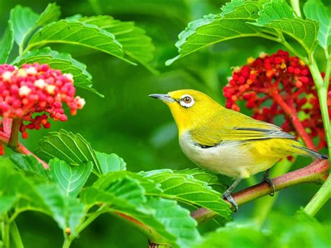 Beautiful Yellow Bird Green Leaves And Red Flowers