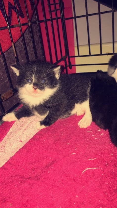 American Shorthair Cats For Sale Los Angeles Ca 350564