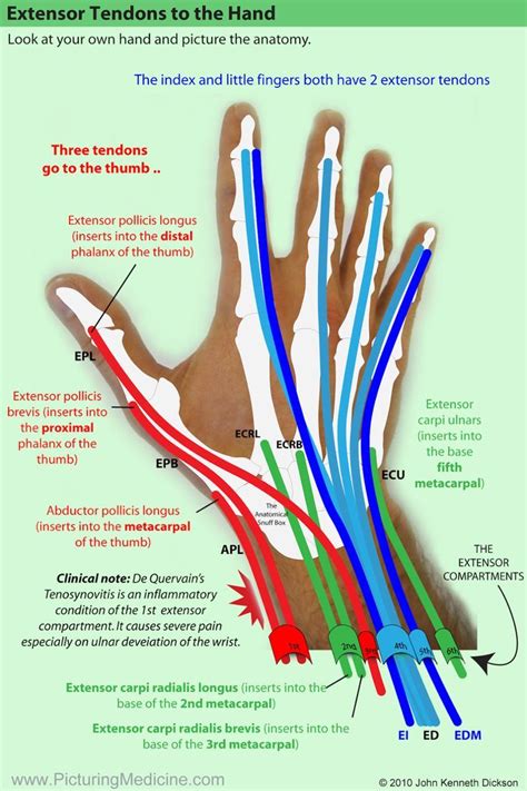 The Extensor Tendons Try To Recognise The Patterns Highlight Using