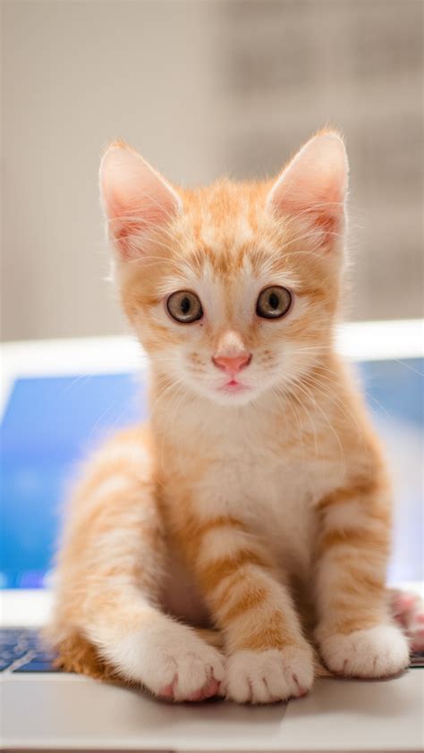 Cats, cats, kittens, and more with these cat types, we have ranked cute kitten breeds in order to compose a master list of the. Wallpaper kitten, cat, cute, 8k, Animals #14575