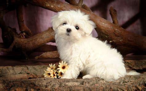 Cute Little Maltese Dog Wallpaper All Best Desktop Wallpapers