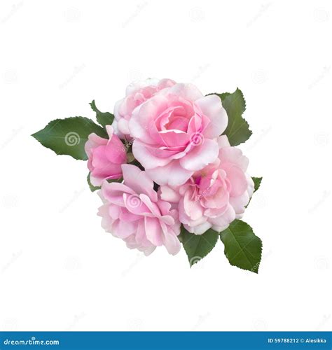 Bouquet Of Delicate Pink Roses Stock Photo Image Of Nature Petal