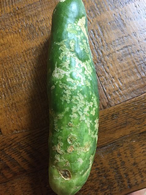 Cucumber Cucumber Fruit Scarred And Has Crystal Residue