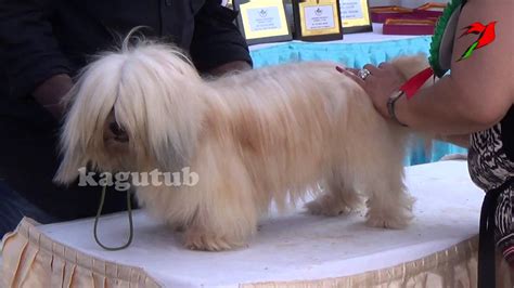 The Maltese Is A Small Breed Of Dog In The Toy Group Youtube