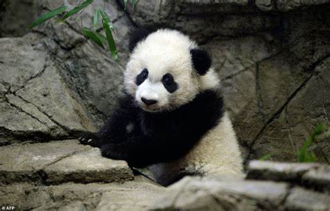 Giant Panda Cub Bei Bei Makes Public Debut At The National Zoo Daily