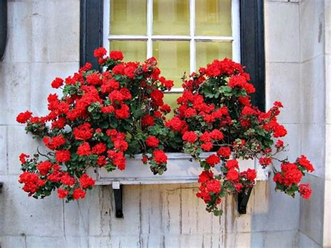 32 Appealing Cascading Flowers For Window Boxes