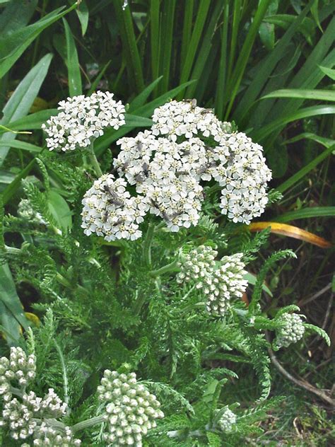 Achillea Millefolium Common Yarrow Go Botany