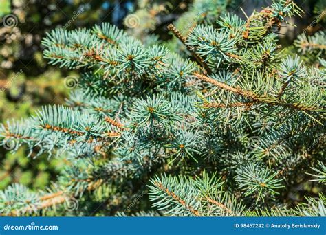 Blue Spruce Branches Close Up Stock Photo Image Of Natural Evergreen