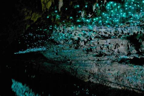 【ニュージーランド】ワイトモ・グロウワーム鍾乳洞の土ボタルがまるで満点の星空！｜taptrip