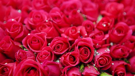 Red Roses Petals Flowers Background Hd Flowers Wallpapers Hd