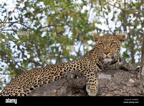 Kruger National Park Leopard Panthera Pardus On A Branch Of A Tree