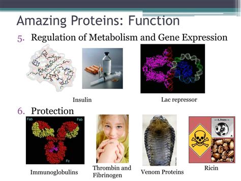Ppt Proteins Function Structure Powerpoint Presentation Free