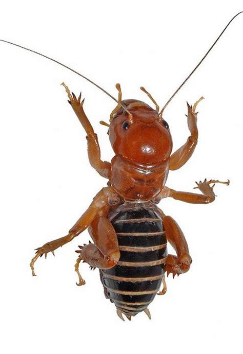 Despite their common names, these insects are. El Cara de niño (Stenopelmatus sp.) es un insecto pariente ...