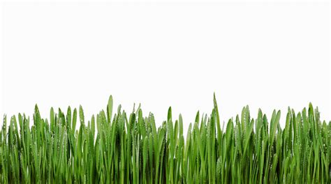 Grass Isolated Free Stock Photo Public Domain Pictures