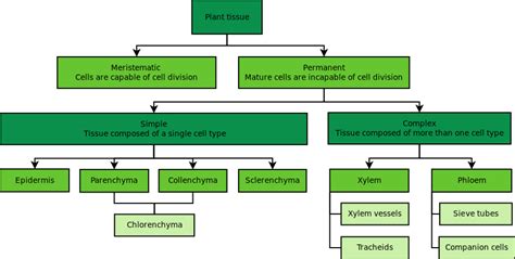Plant tissues are characterized and classified according to their structure and function. Plant Tissues | Plant And Animal Tissues | Siyavula