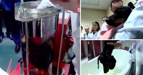 Russian Scientists Used Dog In Video For Experiment Metro News