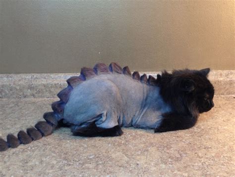 If your cat has developed if it is really hot, you may have to shave the cat so that they do not overheat. The Dogs Are Laughing At You: A Dragon Haircut For Cats ...