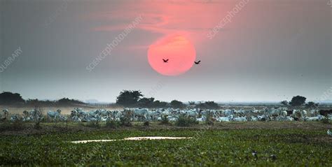 Landscape At Sunset In The Llanos Venezuela Stock Image C0411272