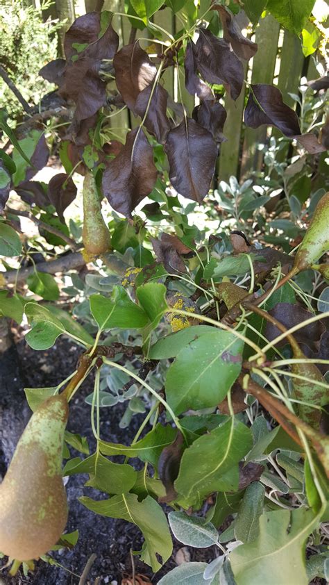 Pear Tree Leaves Turning Black Cordia Lim