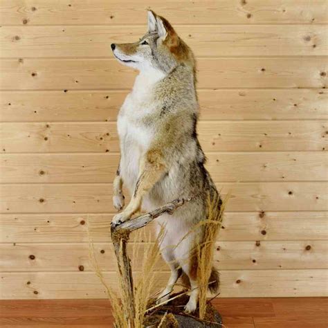 Coyote Full Body Taxidermy Mount Sw6532 For Sale At Safariworks